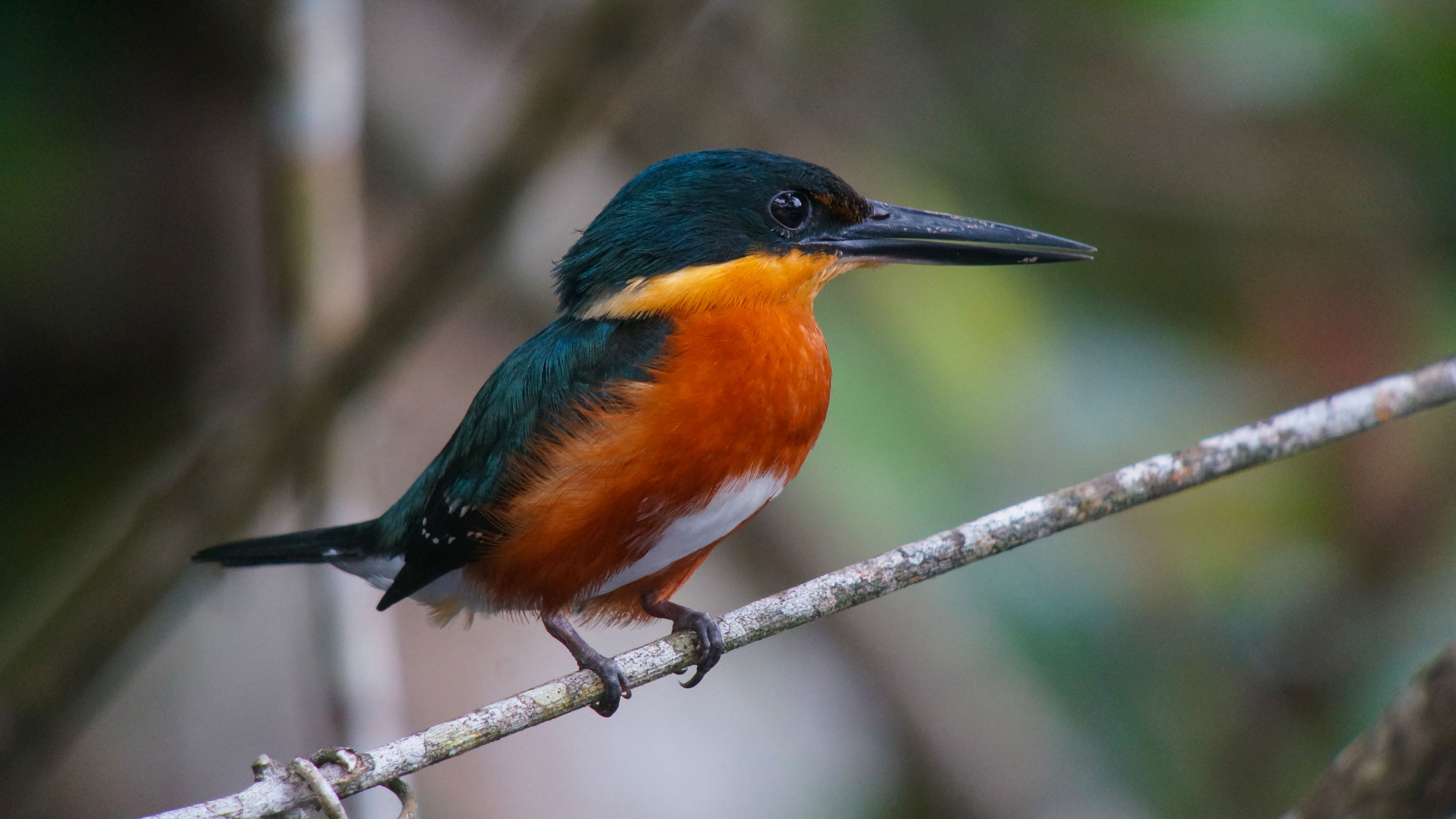 American Pygmy Kingfisher